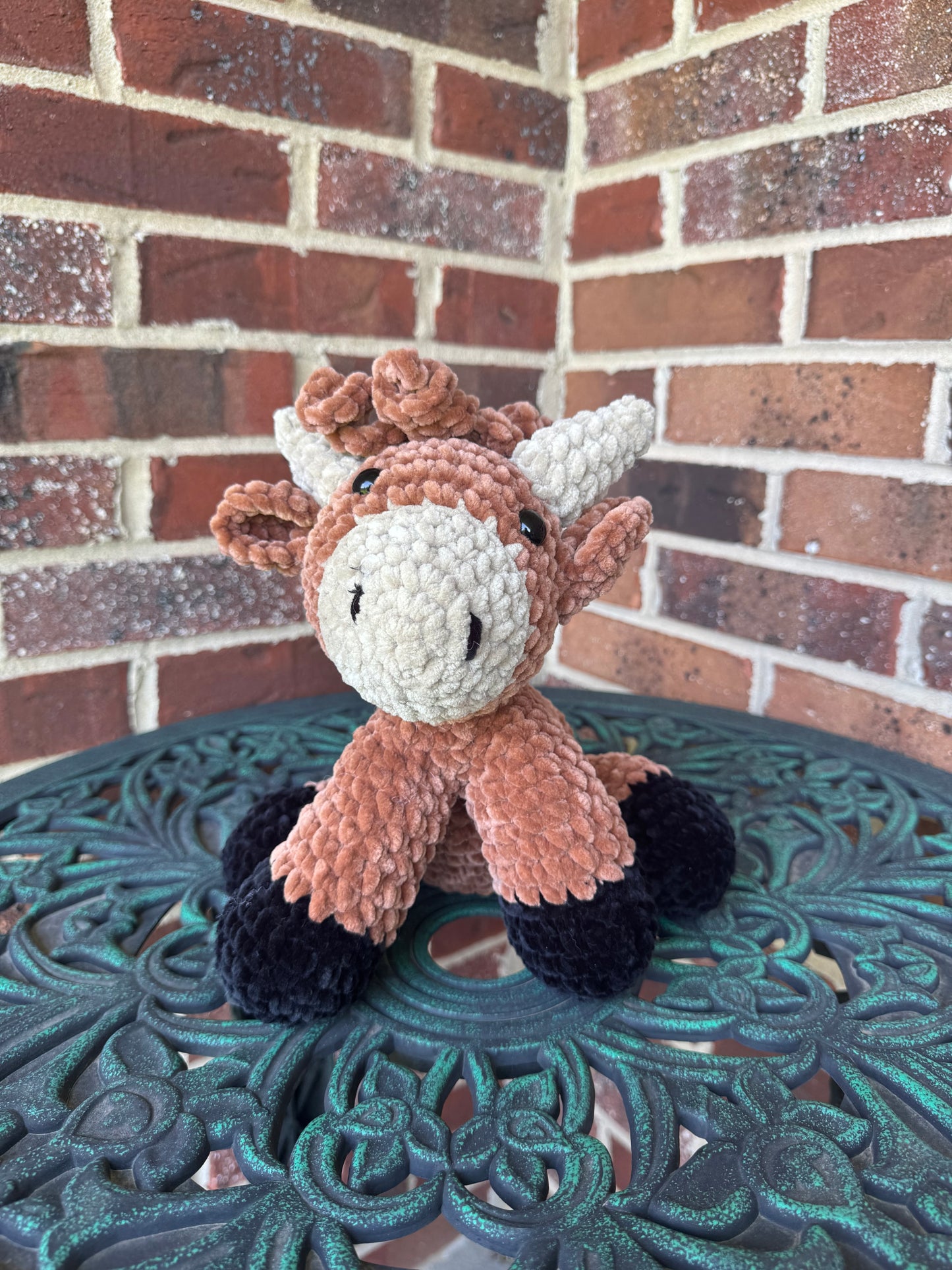 Highland Cow