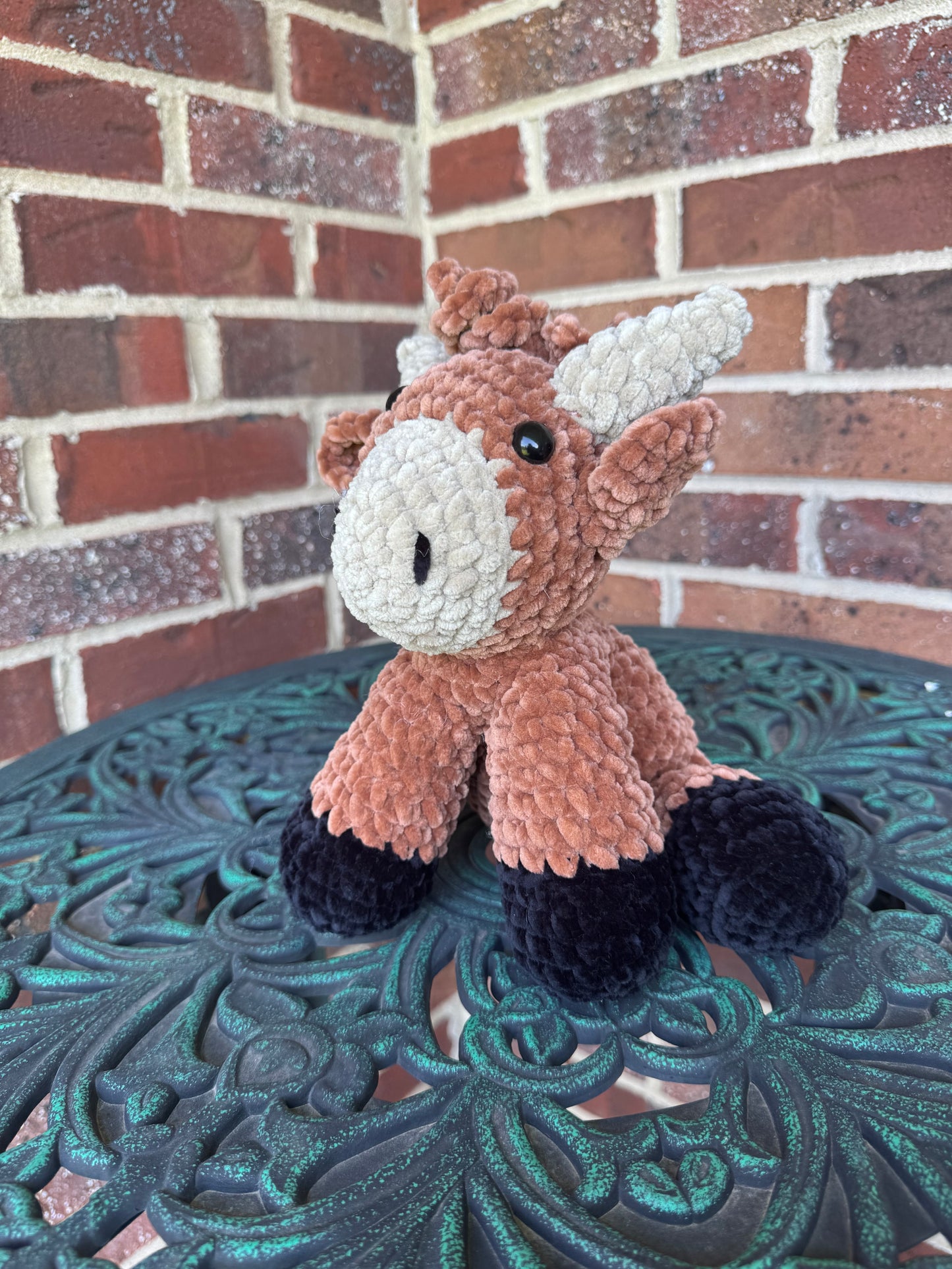 Highland Cow